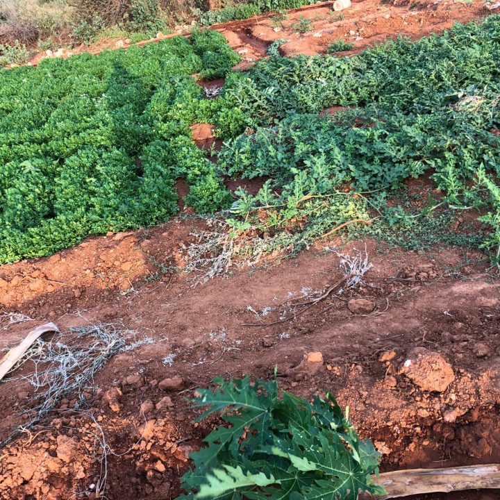 WhatsApp Image 2025-02-17 at 11.52.45_c0be2963